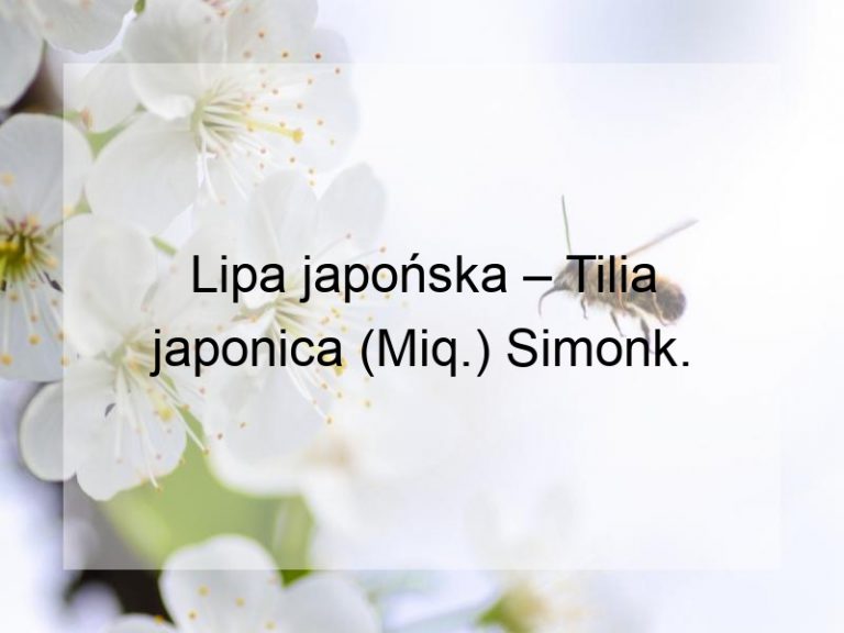 Lipa japońska – Tilia japonica (Miq.) Simonk.