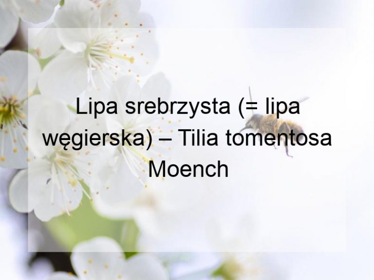 Lipa srebrzysta (= lipa węgierska) – Tilia tomentosa Moench