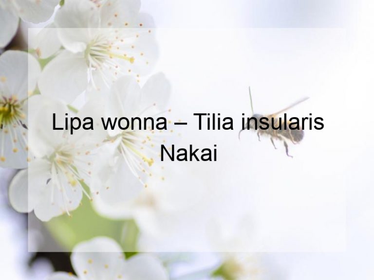 Lipa wonna – Tilia insularis Nakai