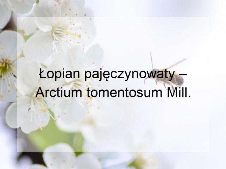 Łopian pajęczynowaty – Arctium tomentosum Mill.