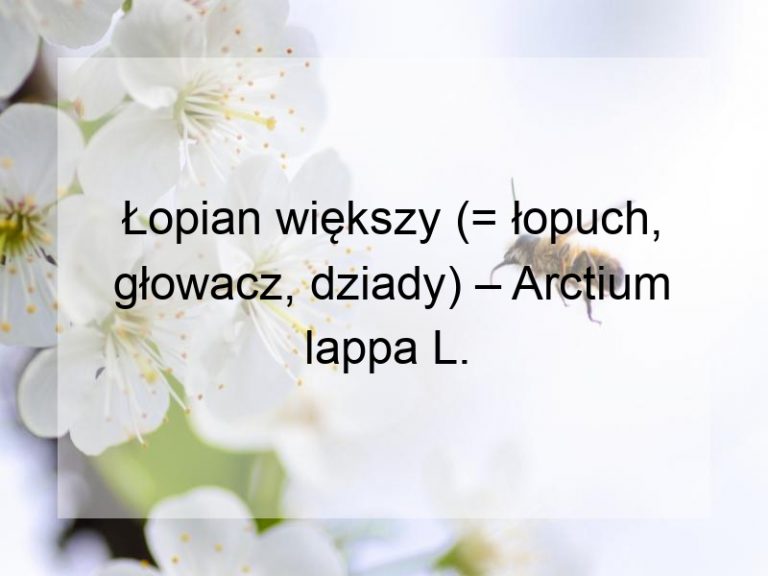 Łopian większy (= łopuch, głowacz, dziady) – Arctium lappa L.