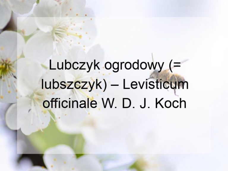 Lubczyk ogrodowy (= lubszczyk) – Levisticum officinale W. D. J. Koch