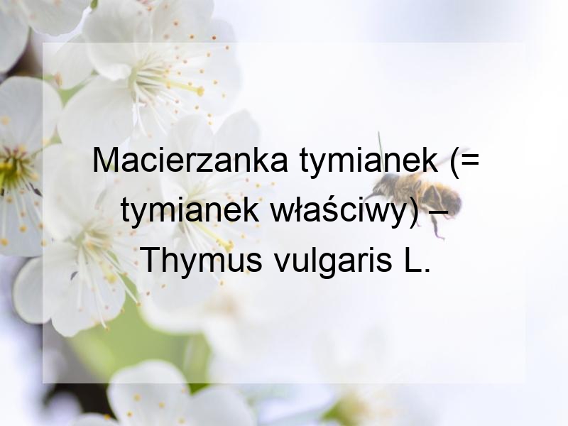 Macierzanka tymianek (= tymianek właściwy) – Thymus vulgaris L.