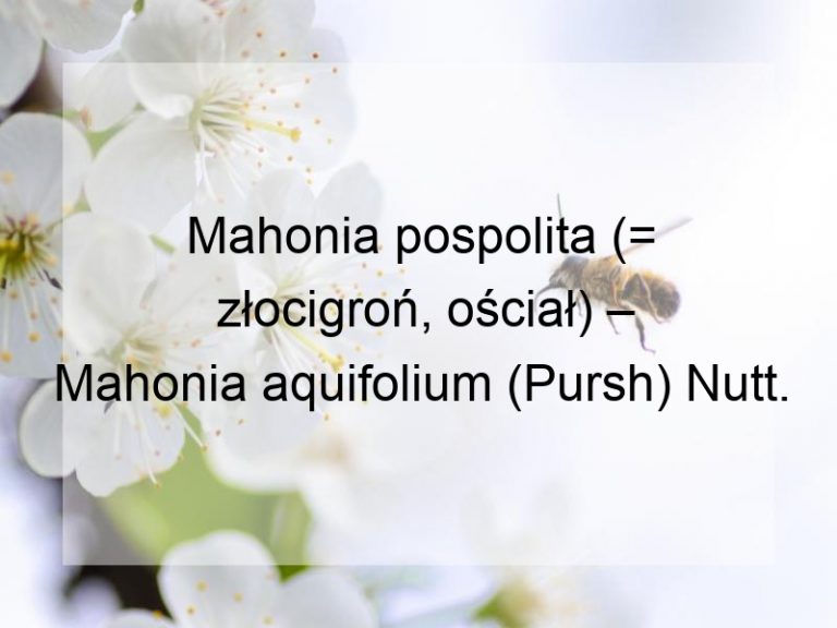 Mahonia pospolita (= złocigroń, ościał) – Mahonia aquifolium (Pursh) Nutt.