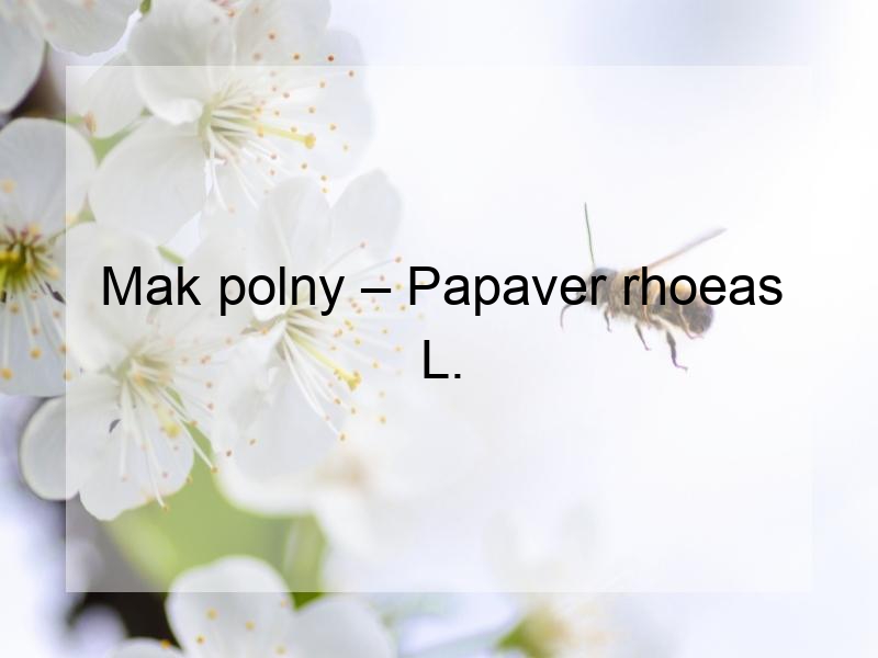 Mak polny – Papaver rhoeas L.