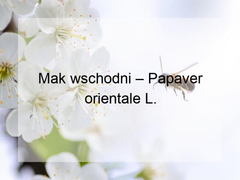 Mak wschodni – Papaver orientale L.