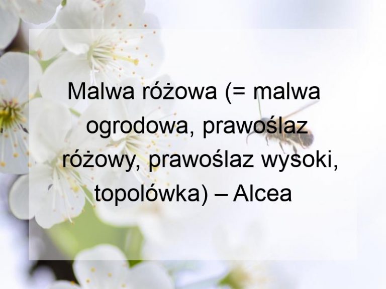 Malwa różowa (= malwa ogrodowa, prawoślaz różowy, prawoślaz wysoki, topolówka) – Alcea rosea L.