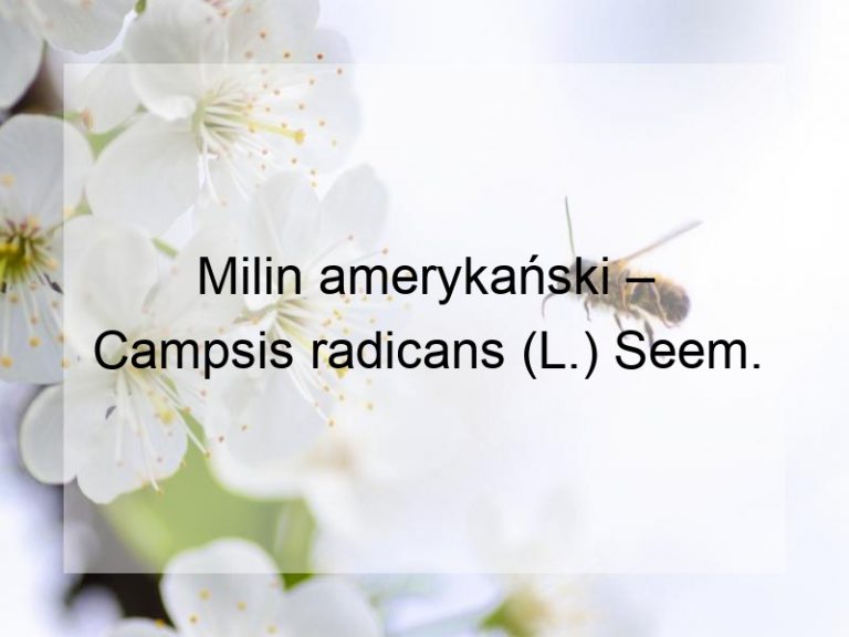 Milin amerykański – Campsis radicans (L.) Seem.