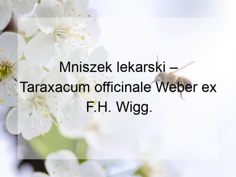 Mniszek lekarski – Taraxacum officinale Weber ex F.H. Wigg.
