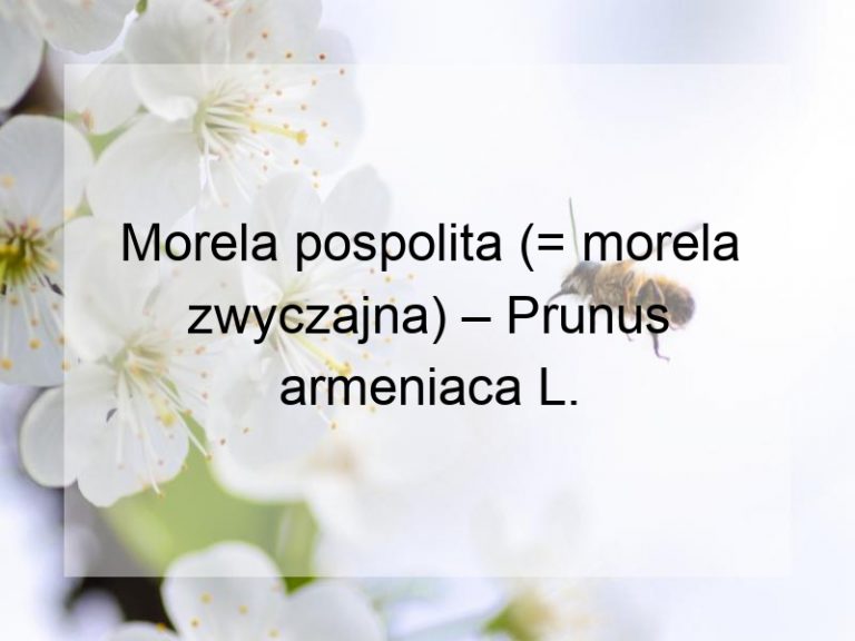 Morela pospolita (= morela zwyczajna) – Prunus armeniaca L.