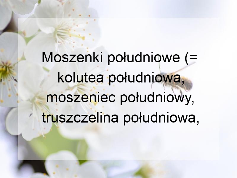 Moszenki południowe (= kolutea południowa, moszeniec południowy, truszczelina południowa, truszczelina drzewiasta) – Colutea arborescens L.