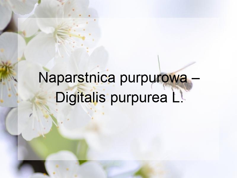 Naparstnica purpurowa – Digitalis purpurea L.