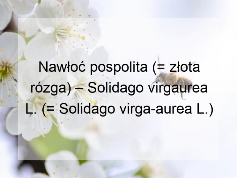 Nawłoć pospolita (= złota rózga) – Solidago virgaurea L. (= Solidago virga-aurea L.)