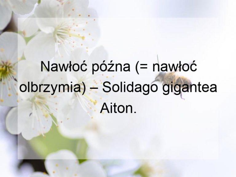 Nawłoć późna (= nawłoć olbrzymia) – Solidago gigantea Aiton.