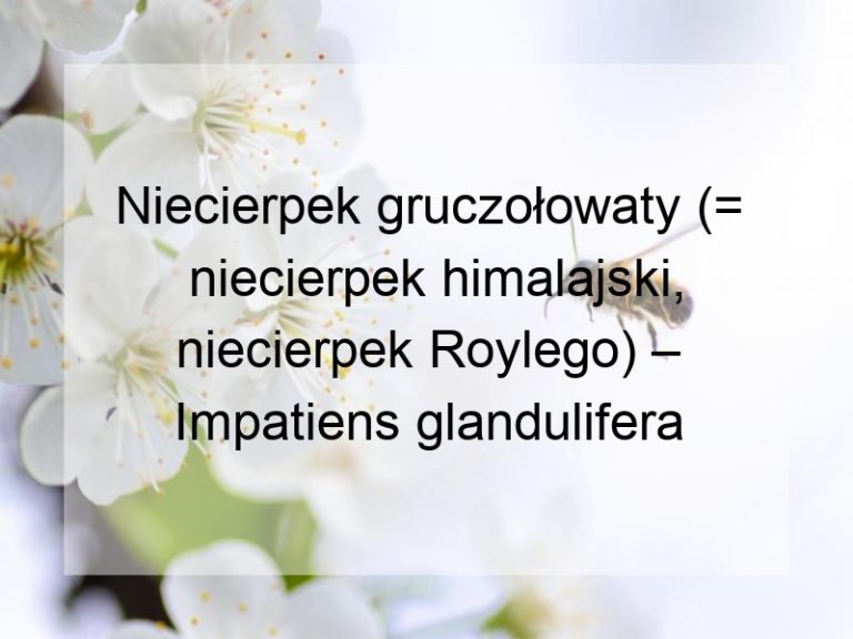 Niecierpek gruczołowaty (= niecierpek himalajski, niecierpek Roylego) – Impatiens glandulifera Royle
