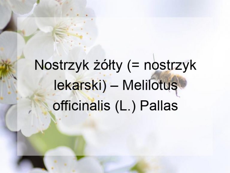 Nostrzyk żółty (= nostrzyk lekarski) – Melilotus officinalis (L.) Pallas