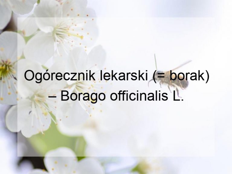 Ogórecznik lekarski (= borak) – Borago officinalis L.