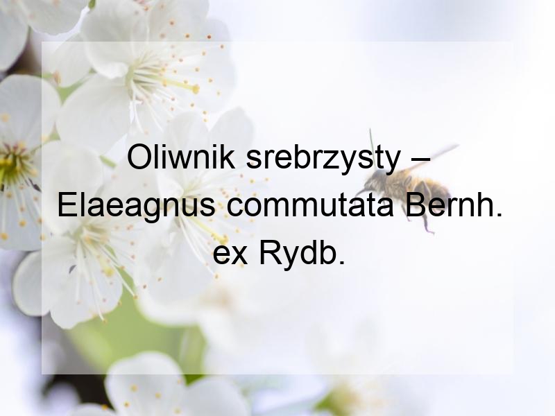 Oliwnik srebrzysty – Elaeagnus commutata Bernh. ex Rydb.