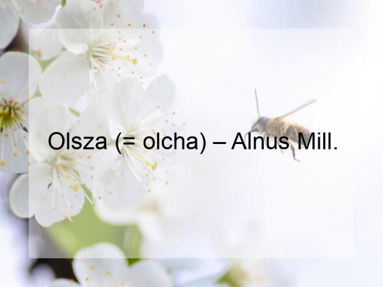 Olsza (= olcha) – Alnus Mill.