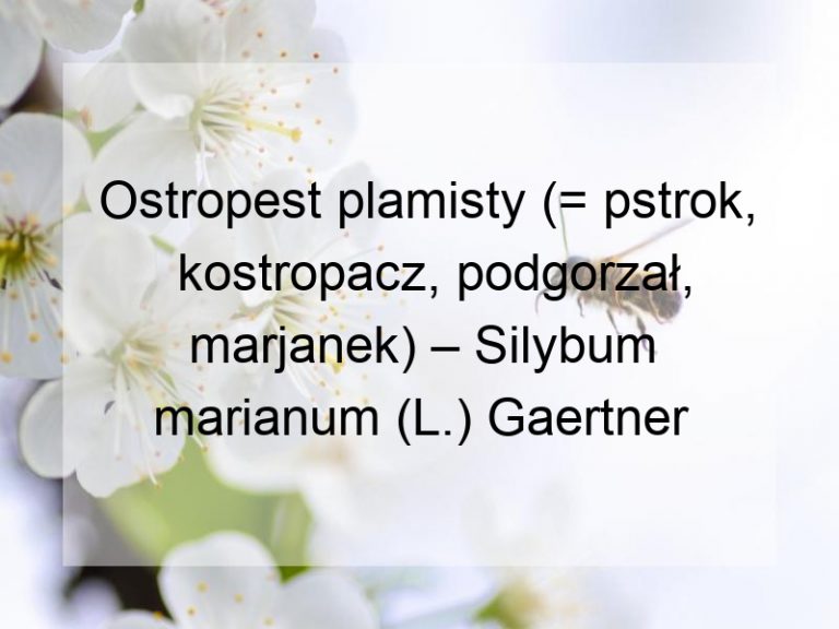 Ostropest plamisty (= pstrok, kostropacz, podgorzał, marjanek) – Silybum marianum (L.) Gaertner
