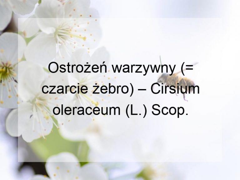 Ostrożeń warzywny (= czarcie żebro) – Cirsium oleraceum (L.) Scop.