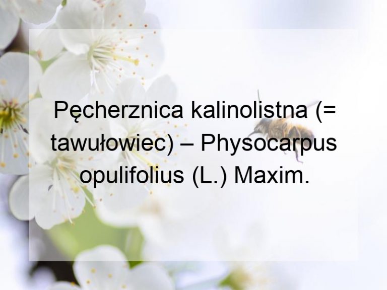Pęcherznica kalinolistna (= tawułowiec) – Physocarpus opulifolius (L.) Maxim.