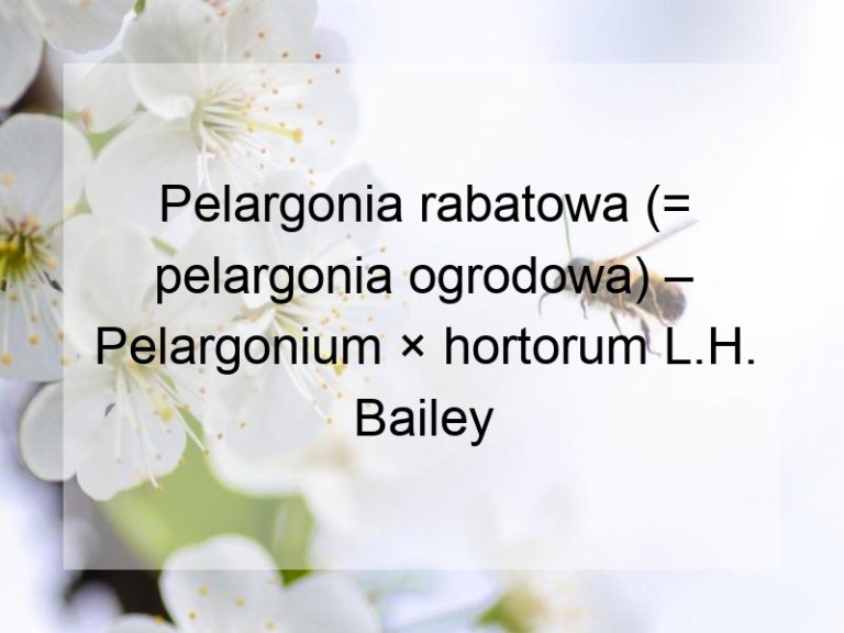 Pelargonia rabatowa (= pelargonia ogrodowa) – Pelargonium × hortorum L.H. Bailey