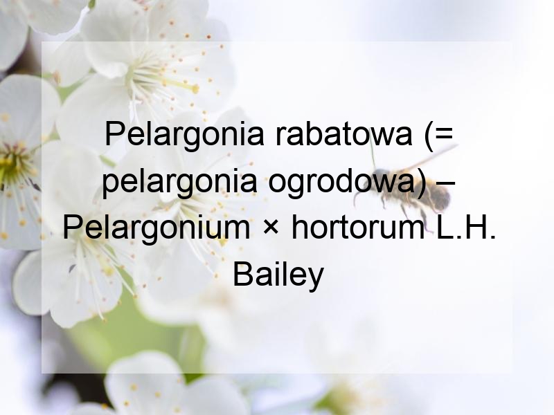 Pelargonia rabatowa (= pelargonia ogrodowa) – Pelargonium × hortorum L.H. Bailey
