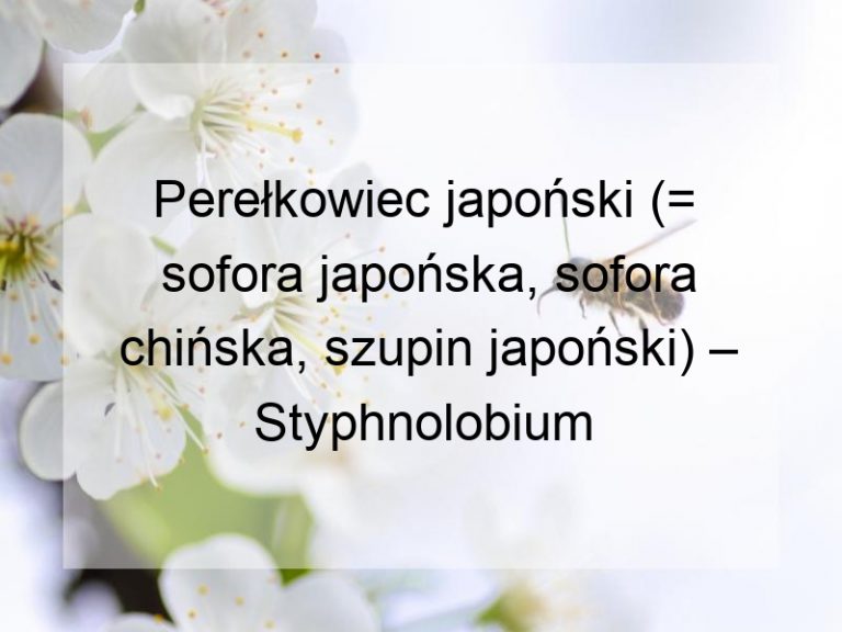 Perełkowiec japoński (= sofora japońska, sofora chińska, szupin japoński) – Styphnolobium japonicum (L.) Schott