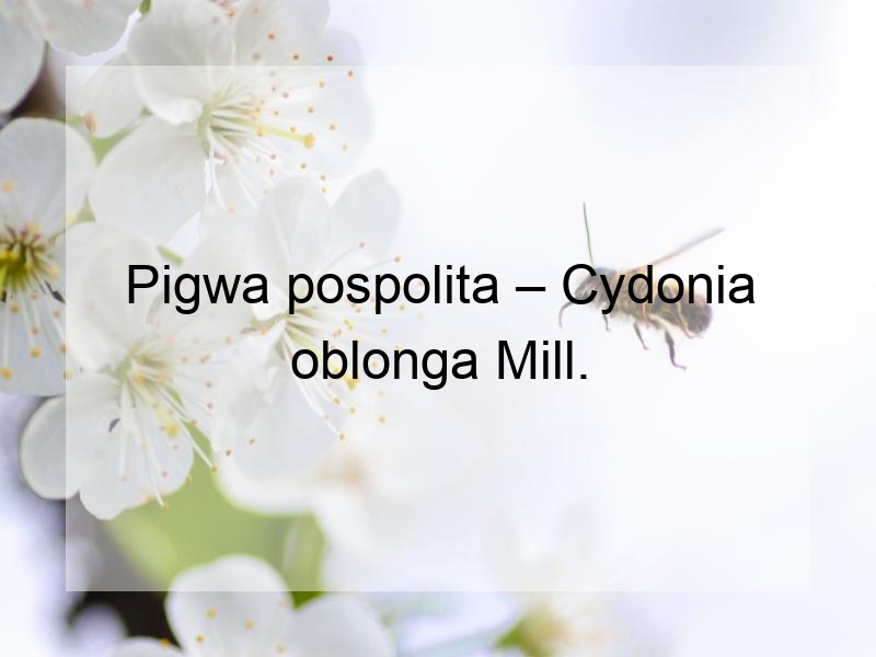 Pigwa pospolita – Cydonia oblonga Mill.