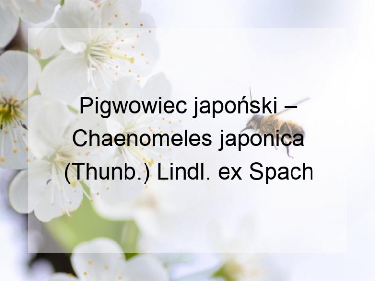 Pigwowiec japoński – Chaenomeles japonica (Thunb.) Lindl. ex Spach