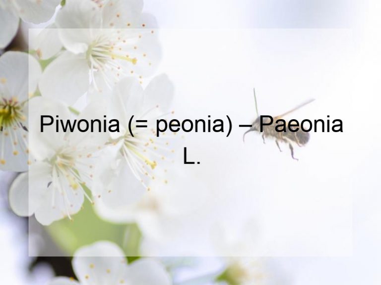 Piwonia (= peonia) – Paeonia L.