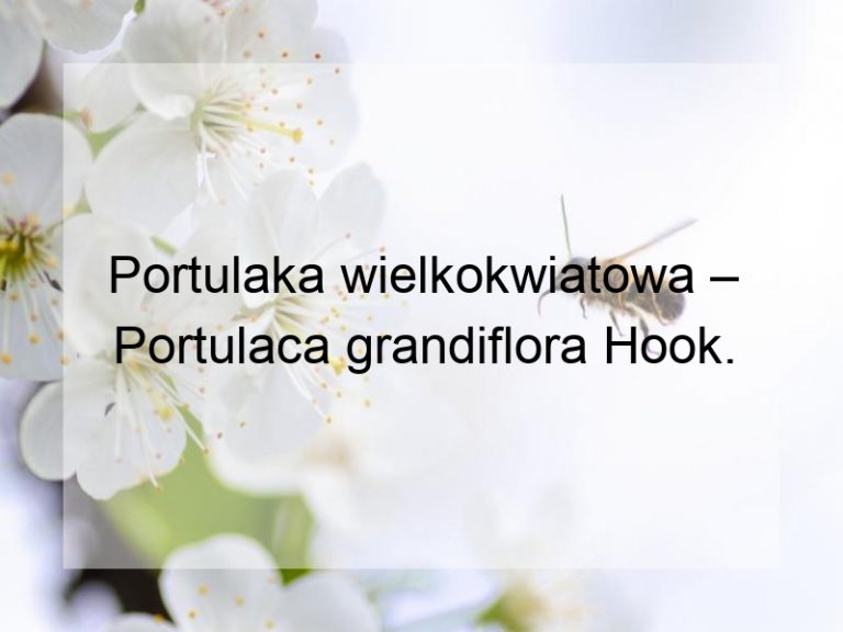Portulaka wielkokwiatowa – Portulaca grandiflora Hook.