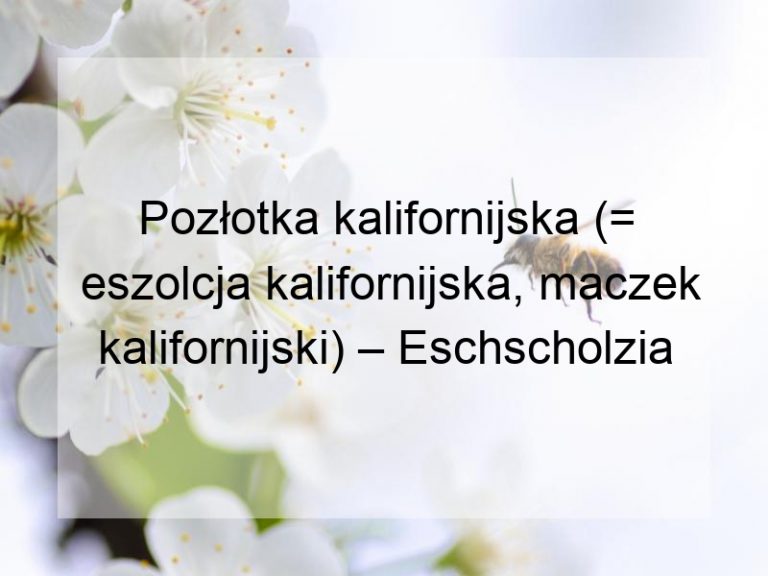 Pozłotka kalifornijska (= eszolcja kalifornijska, maczek kalifornijski) – Eschscholzia californica Cham.