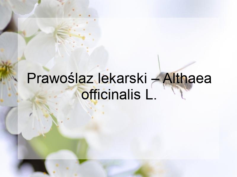 Prawoślaz lekarski – Althaea officinalis L.