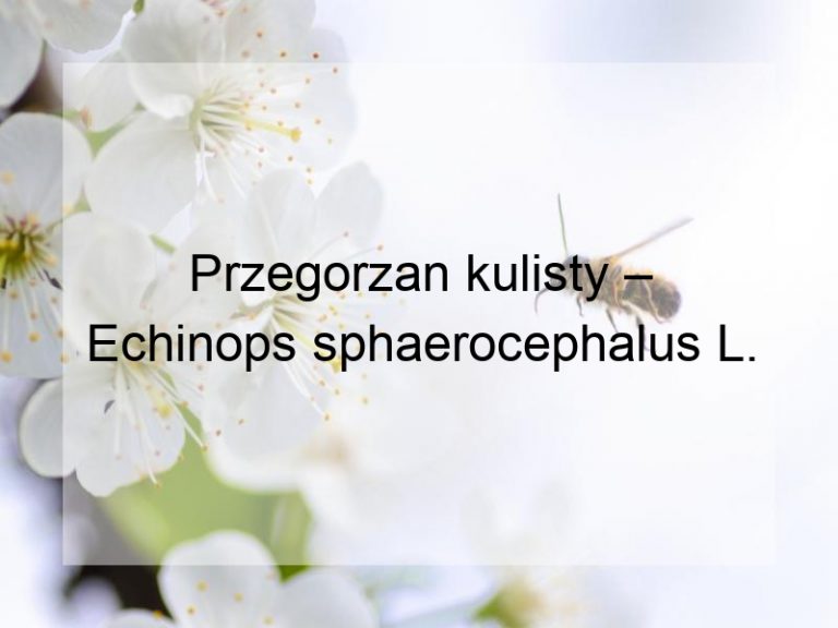 Przegorzan kulisty – Echinops sphaerocephalus L.
