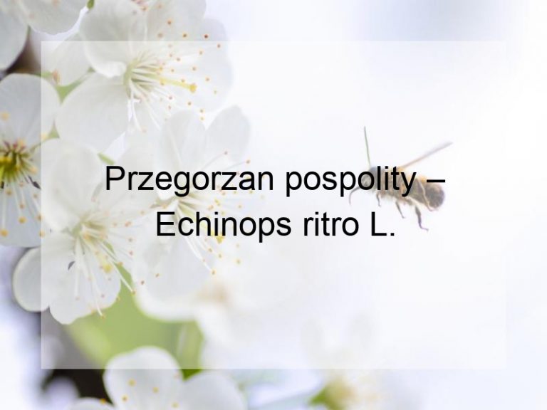 Przegorzan pospolity – Echinops ritro L.