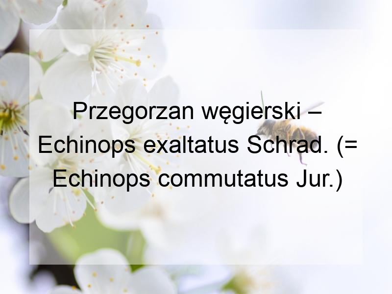 Przegorzan węgierski – Echinops exaltatus Schrad. (= Echinops commutatus Jur.)