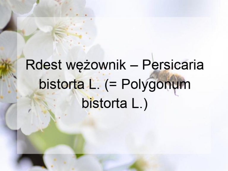 Rdest wężownik – Persicaria bistorta L. (= Polygonum bistorta L.)