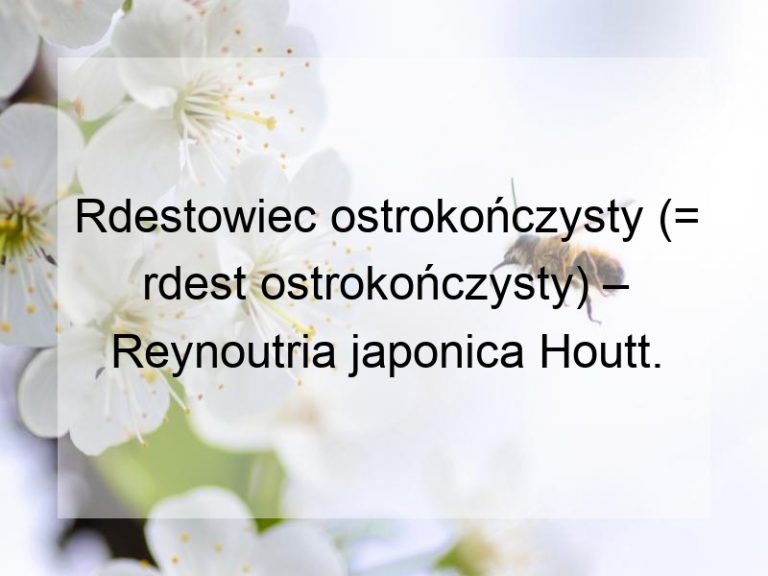 Rdestowiec ostrokończysty (= rdest ostrokończysty) – Reynoutria japonica Houtt.