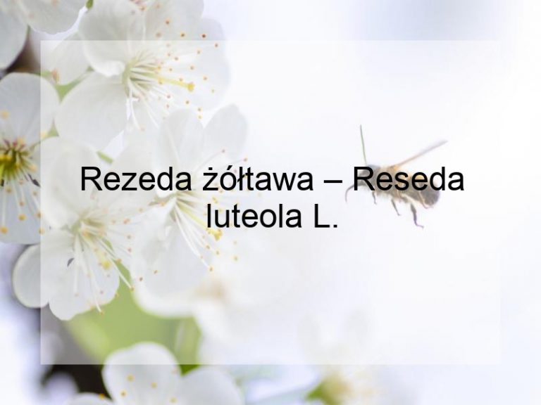 Rezeda żółtawa – Reseda luteola L.