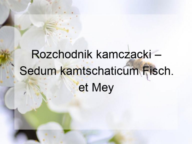 Rozchodnik kamczacki – Sedum kamtschaticum Fisch. et Mey