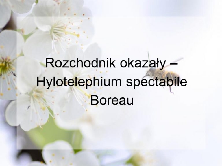 Rozchodnik okazały – Hylotelephium spectabile Boreau