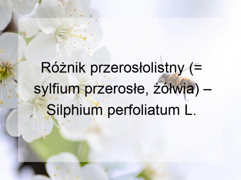 Różnik przerosłolistny (= sylfium przerosłe, żółwia) – Silphium perfoliatum L.