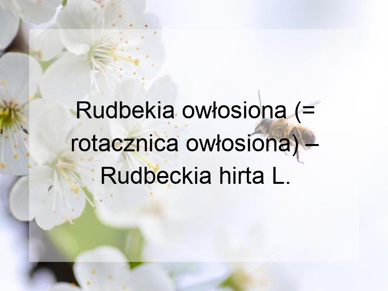 Rudbekia owłosiona (= rotacznica owłosiona) – Rudbeckia hirta L.