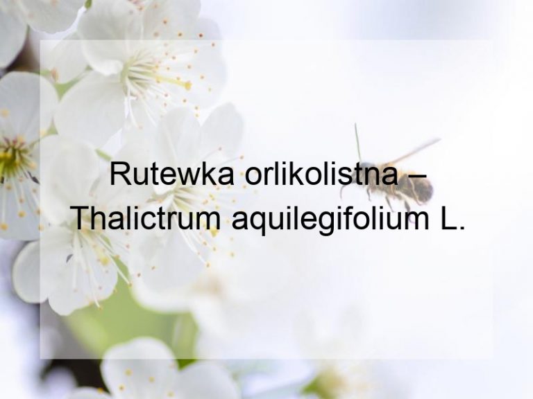 Rutewka orlikolistna – Thalictrum aquilegifolium L.