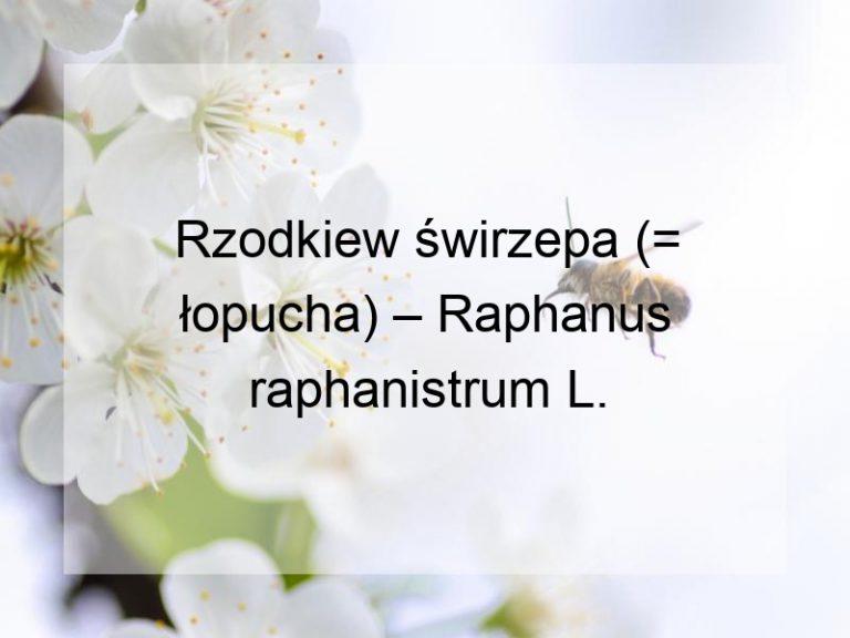 Rzodkiew świrzepa (= łopucha) – Raphanus raphanistrum L.