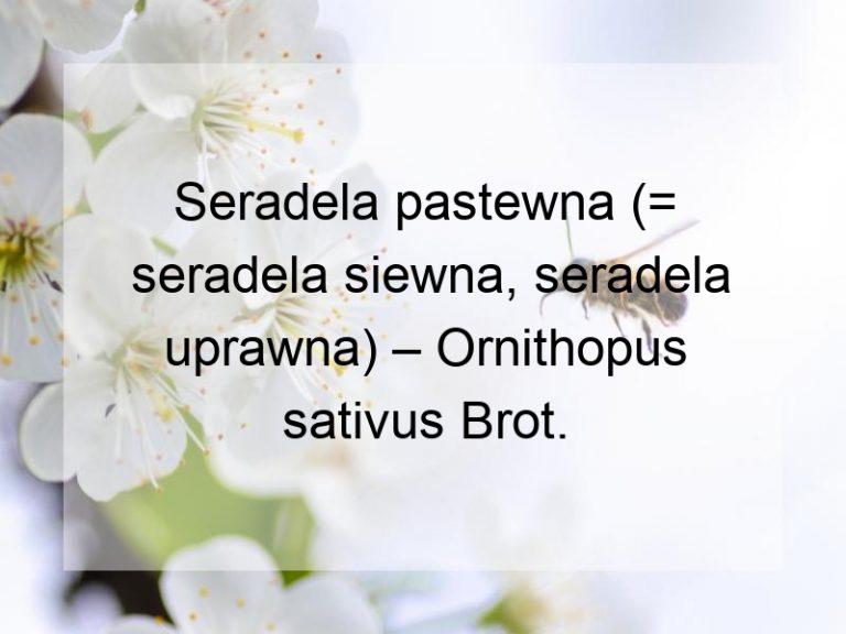 Seradela pastewna (= seradela siewna, seradela uprawna) – Ornithopus sativus Brot.