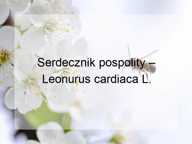 Serdecznik pospolity – Leonurus cardiaca L.