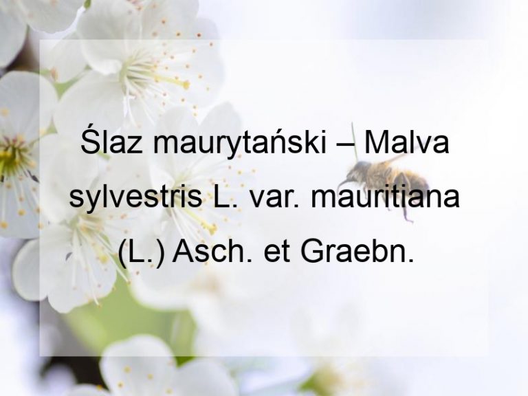 Ślaz maurytański – Malva sylvestris L. var. mauritiana (L.) Asch. et Graebn.